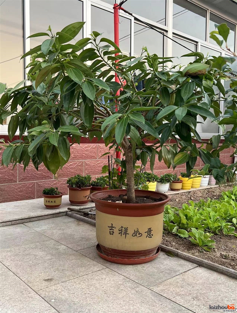 自家平安树出售