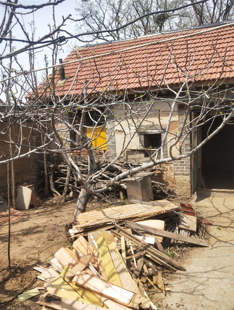 卖无花果树,柿子树,石榴树