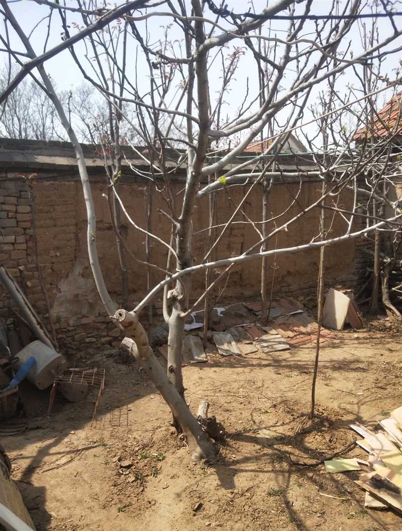 卖无花果树,柿子树,石榴树