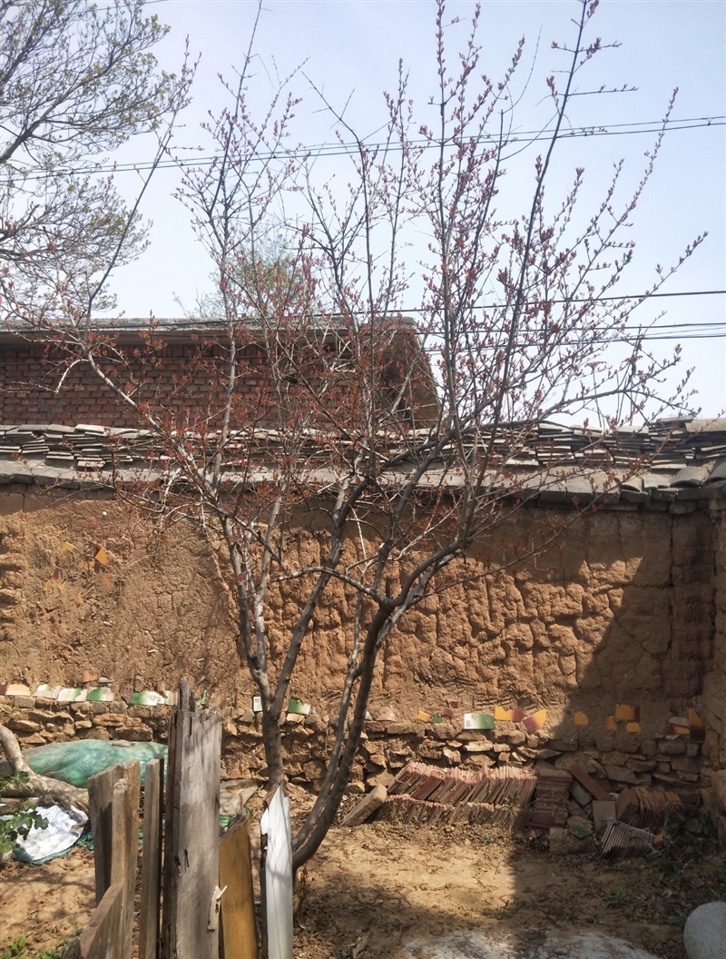 卖无花果树,柿子树,石榴树