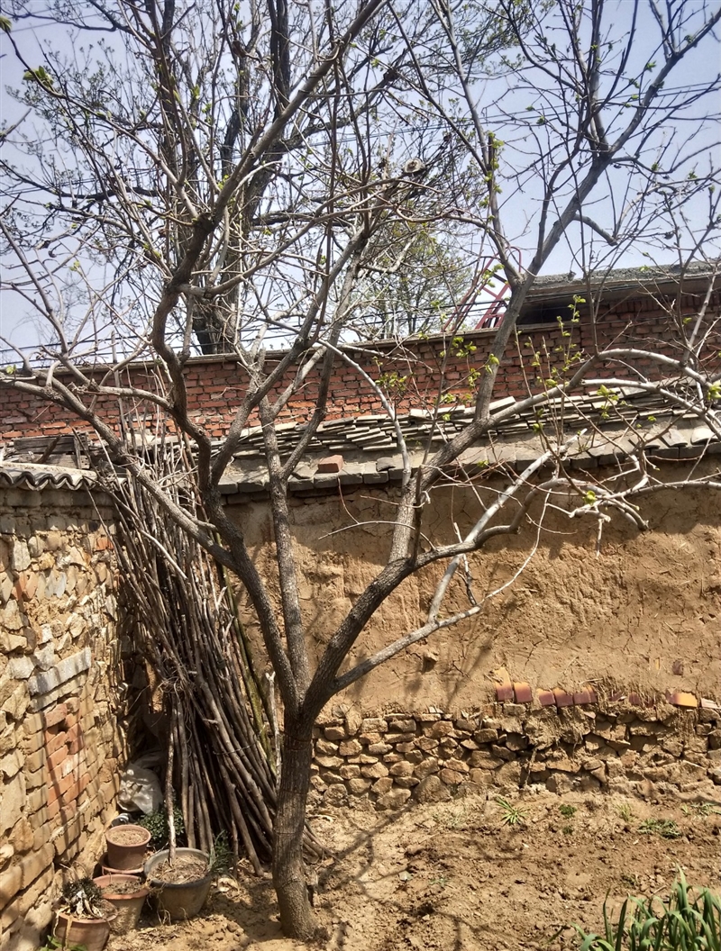 卖无花果树,柿子树,石榴树