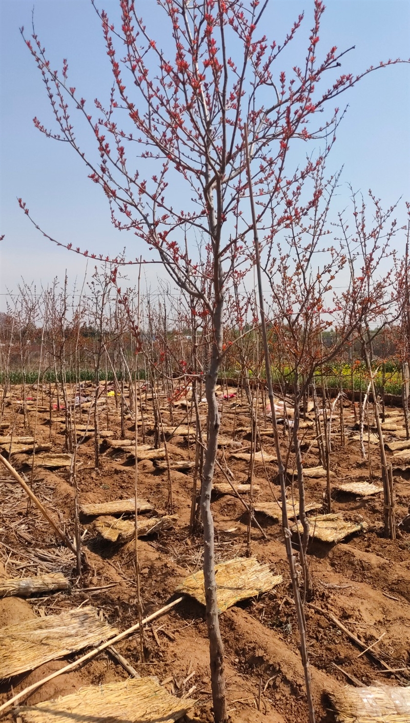 出售大籽甜石榴树苗