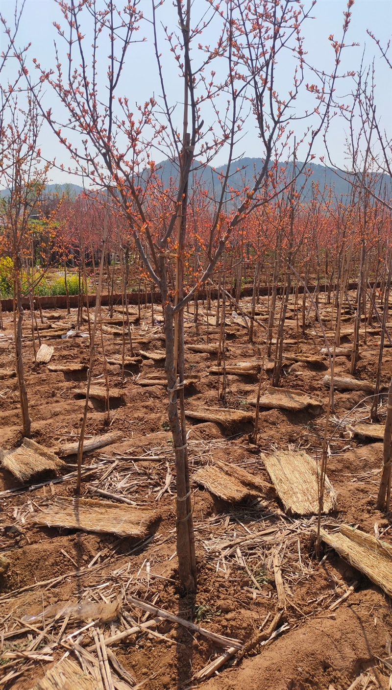 出售大籽甜石榴树苗
