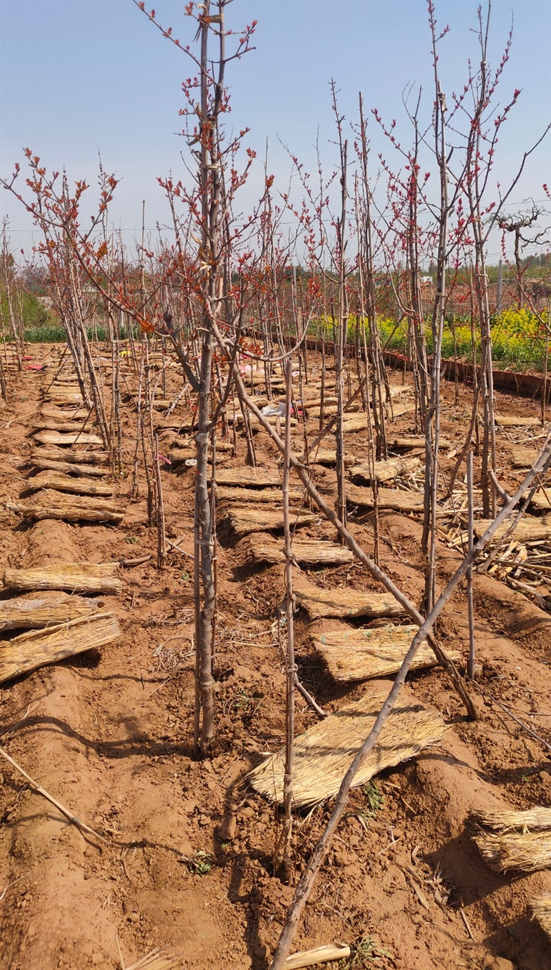 出售大籽甜石榴树苗