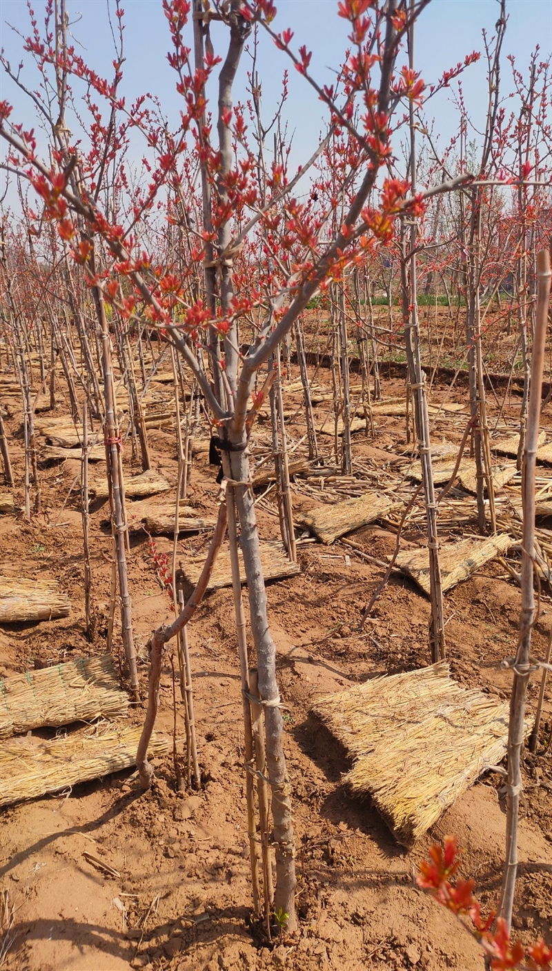 出售大籽甜石榴树苗