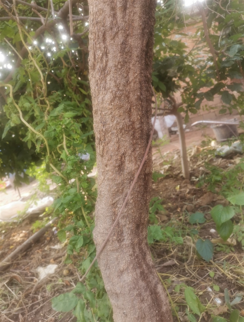 家有十年紫金藤