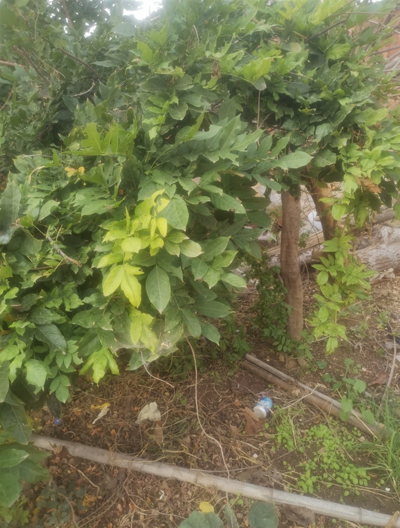 家有十年紫金藤