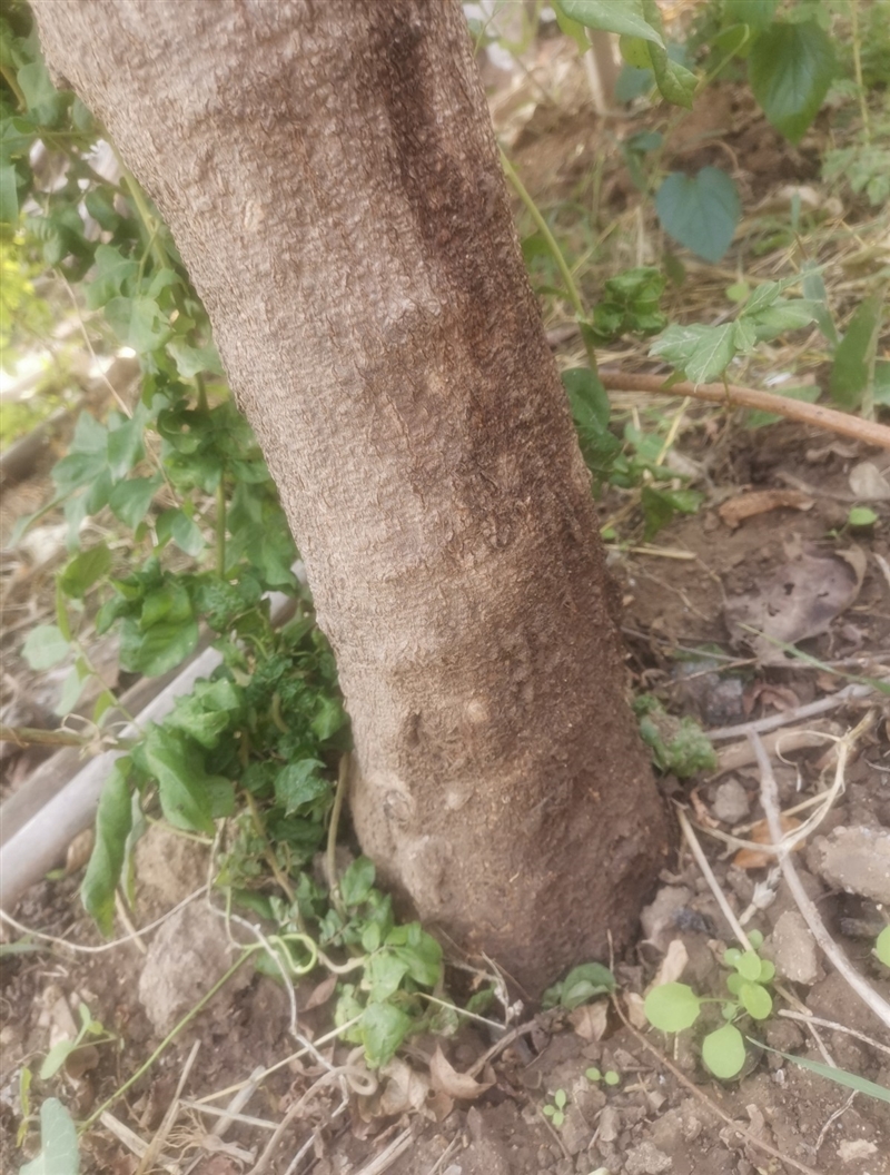 家有十年紫金藤