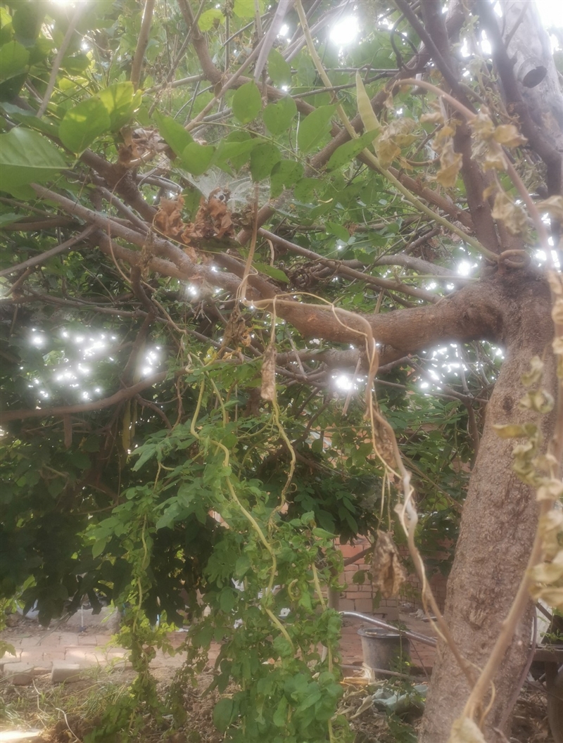 家有十年紫金藤