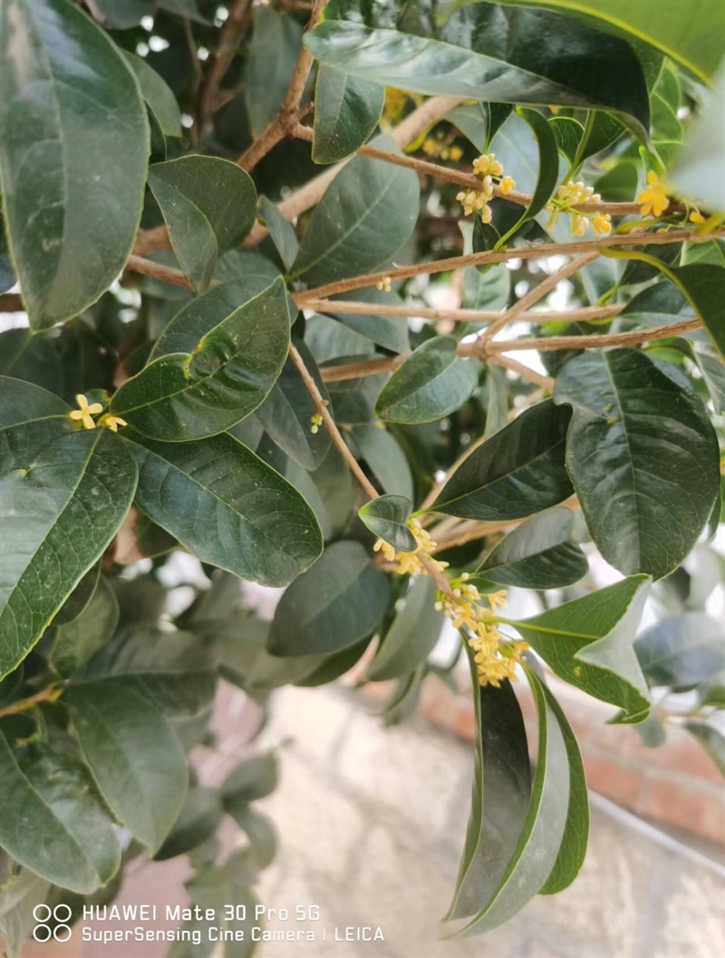 桂花30多年树龄