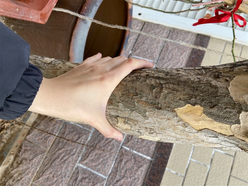 出售市区石榴树