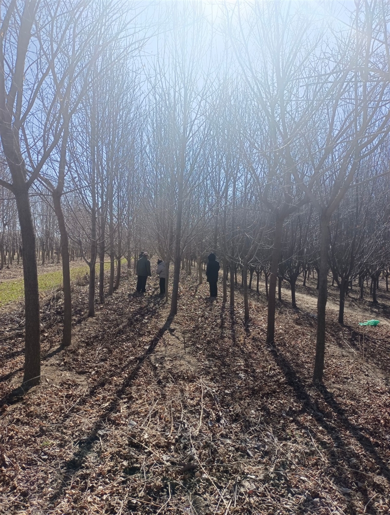 卖玉兰树、枫叶树、银杏树