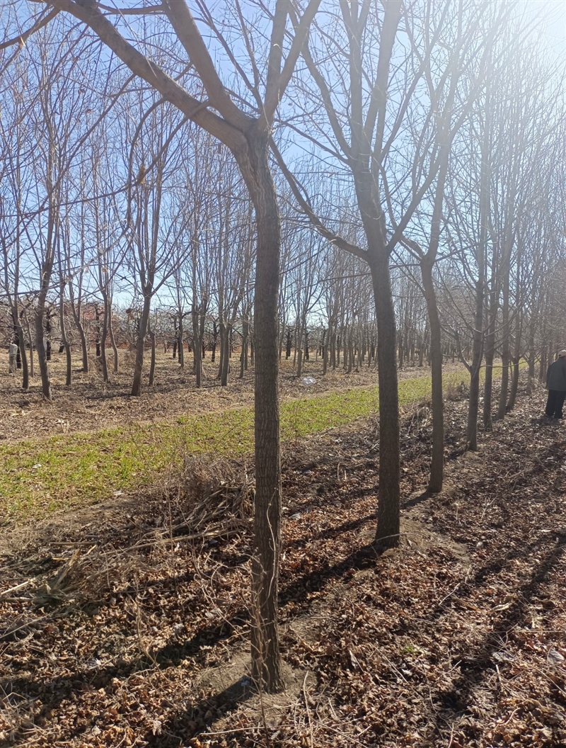 卖玉兰树、枫叶树、银杏树