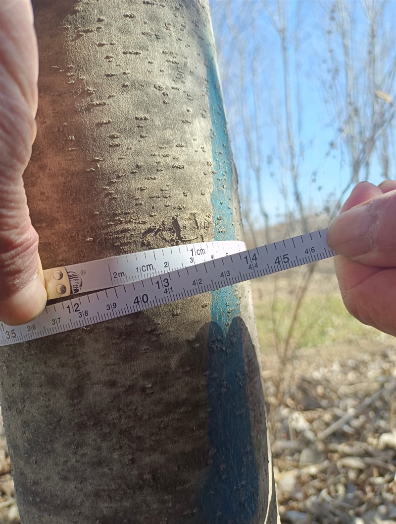 卖玉兰树、枫叶树、银杏树