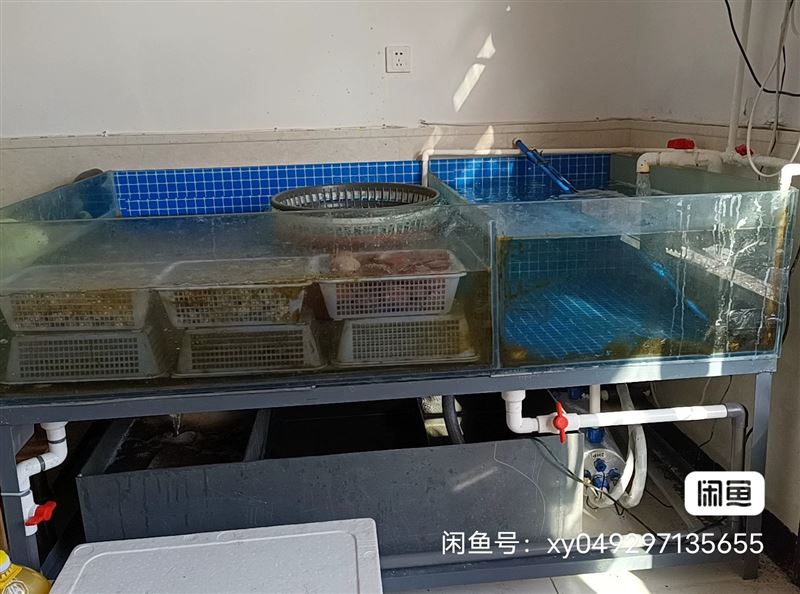 现因店铺更改经营模式 低价出售海鲜鱼缸