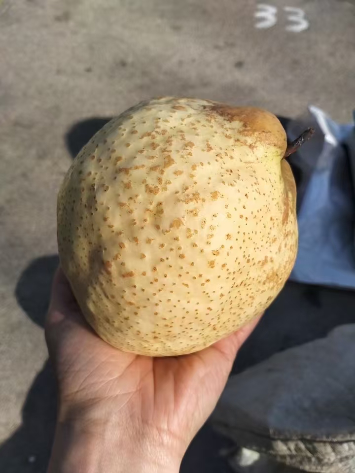 又大又甜的山农苏梨便宜卖啦